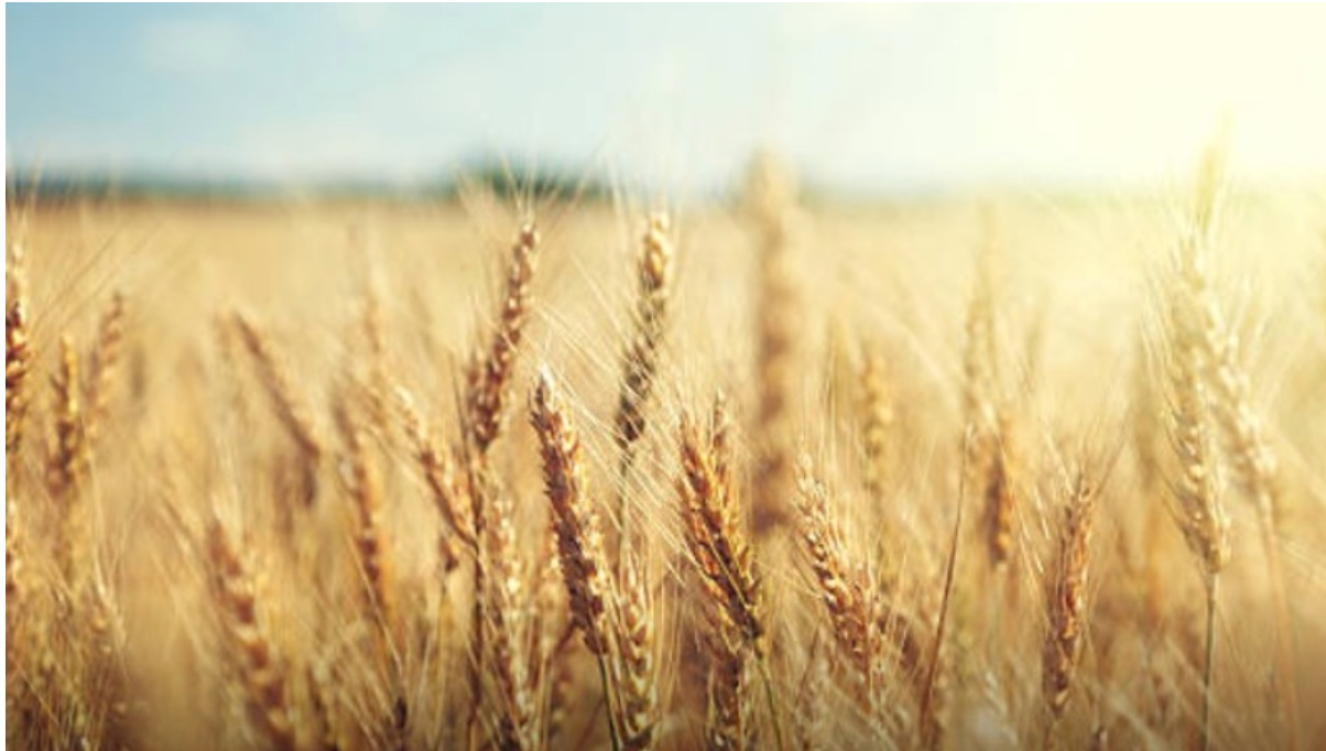 VEGAN COLLAGEN ALTERNATIVES - LIPOWHEAT What is it?