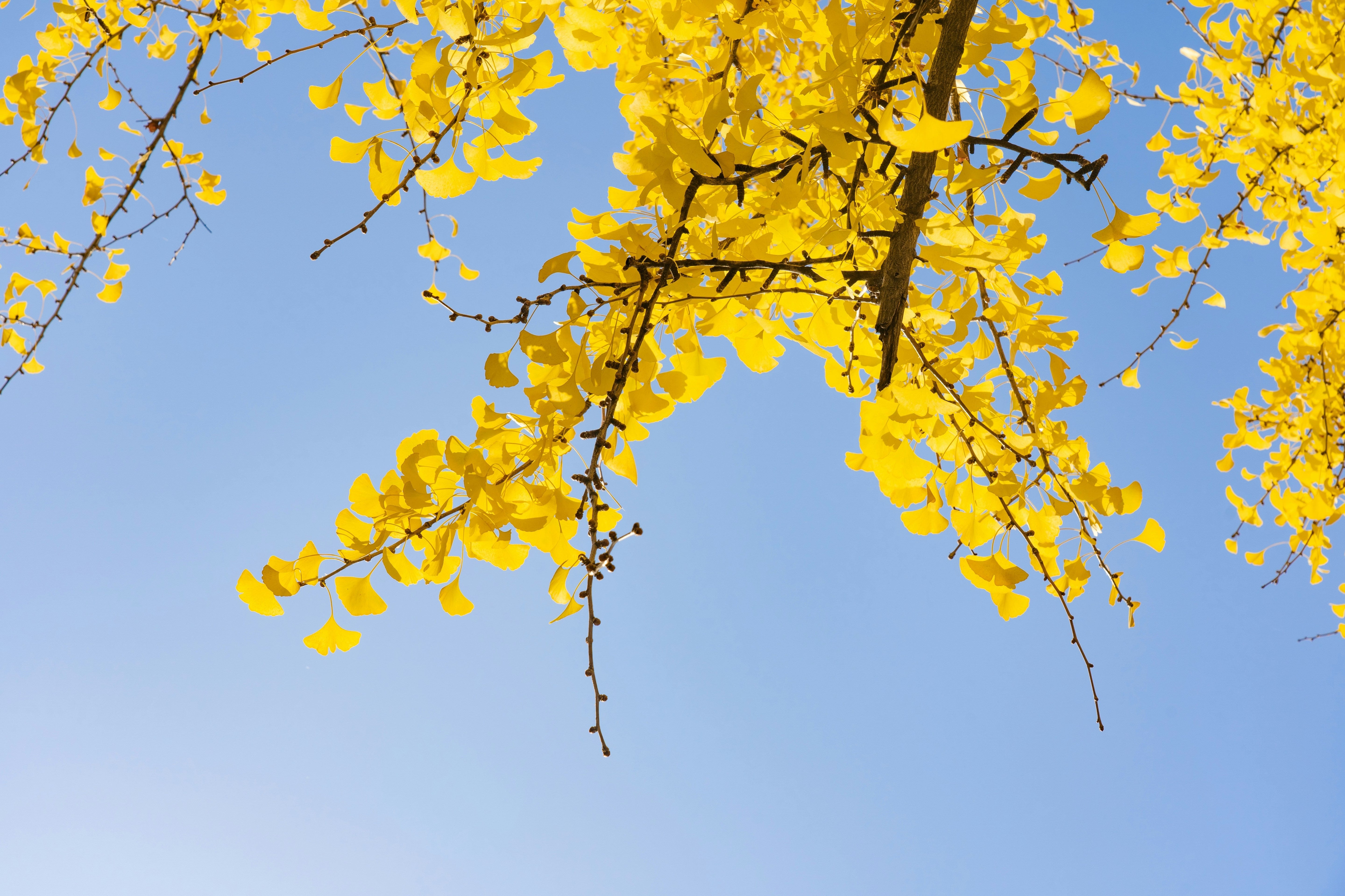 Ginkgo Biloba: Ancient Tree, Modern Wonder