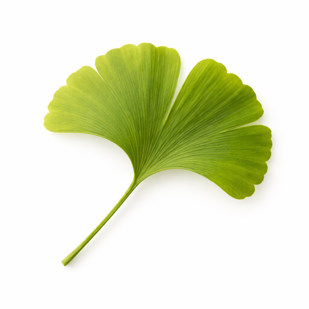 Gingko_Biloba.png